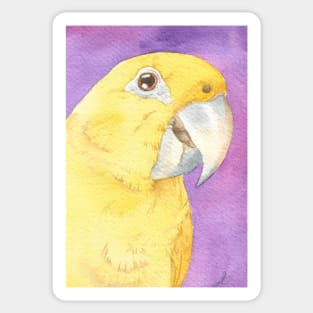 Golden parakeet conure watercolor yellow parrot guaruba Sticker